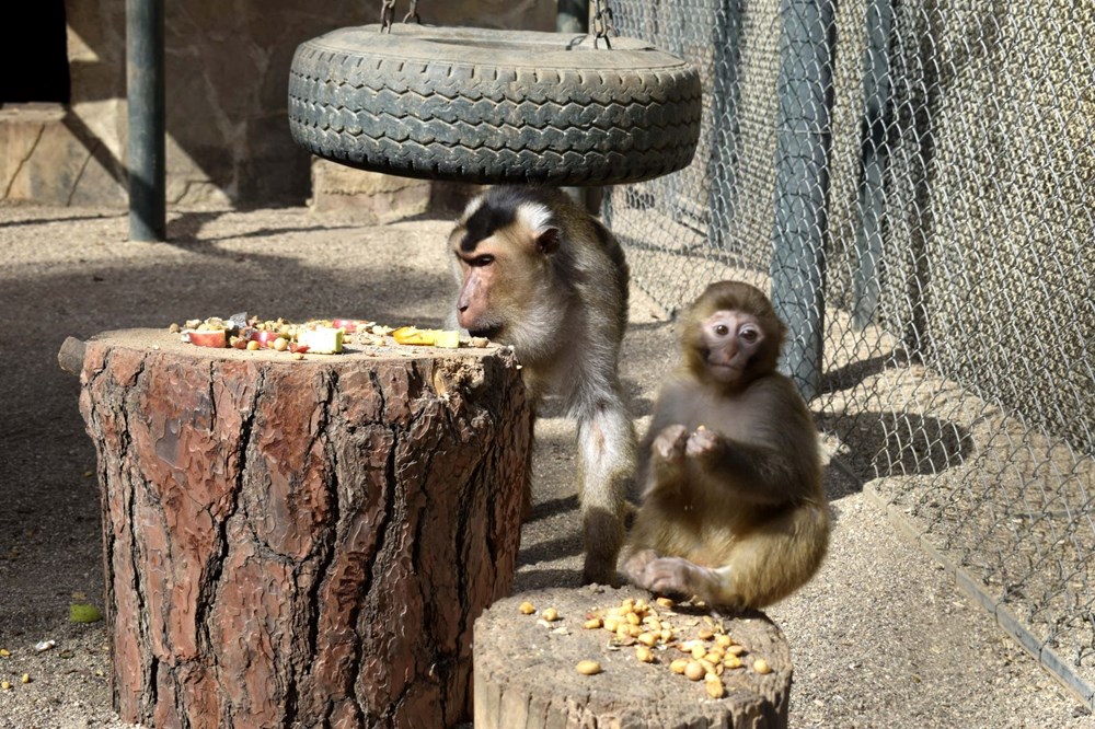 Yeni ailesi "Fıstık"ı kabul etti! - 3