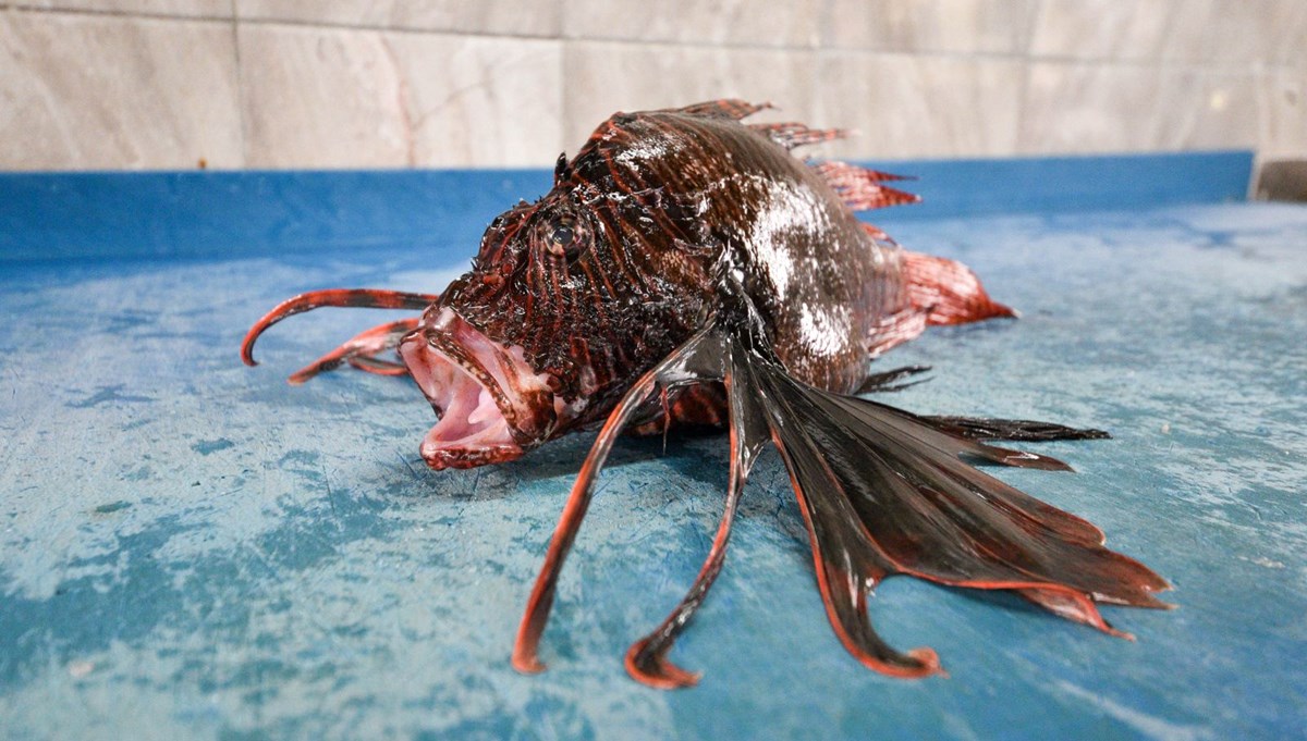 Zehirli aslan balığı yok satıyor: Kilosu 150 lira