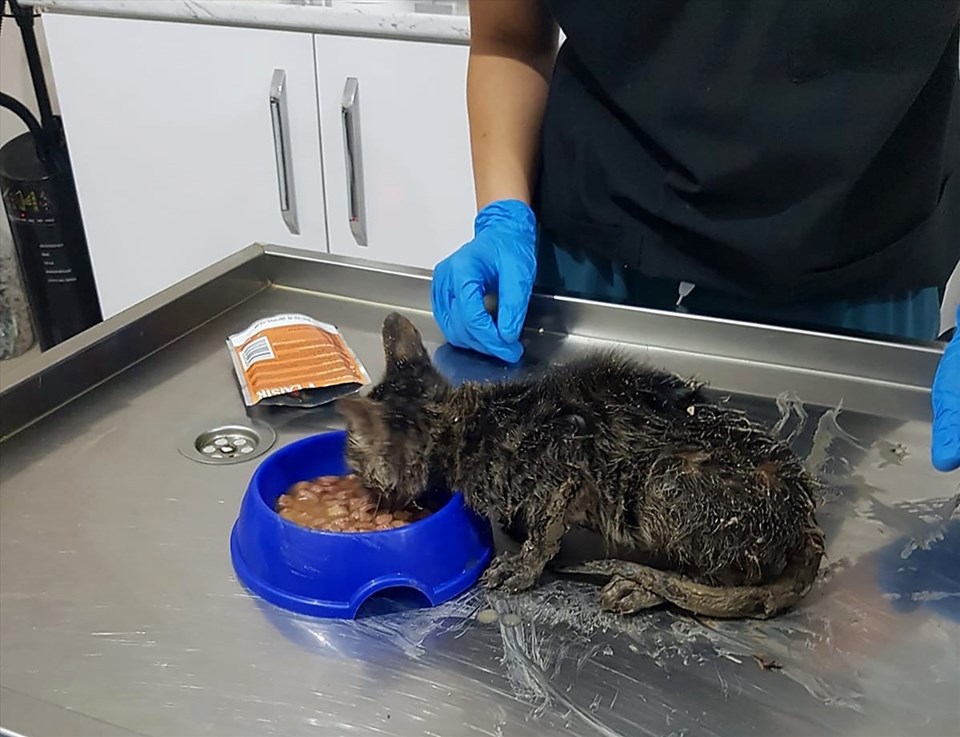 Yavru kedi bir hafta boyunca kurtarılmayı bekledi - 1