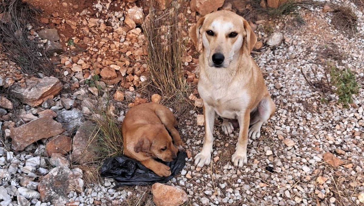 4 yavru köpeğin kulaklarını ve kuyruklarını kestiler