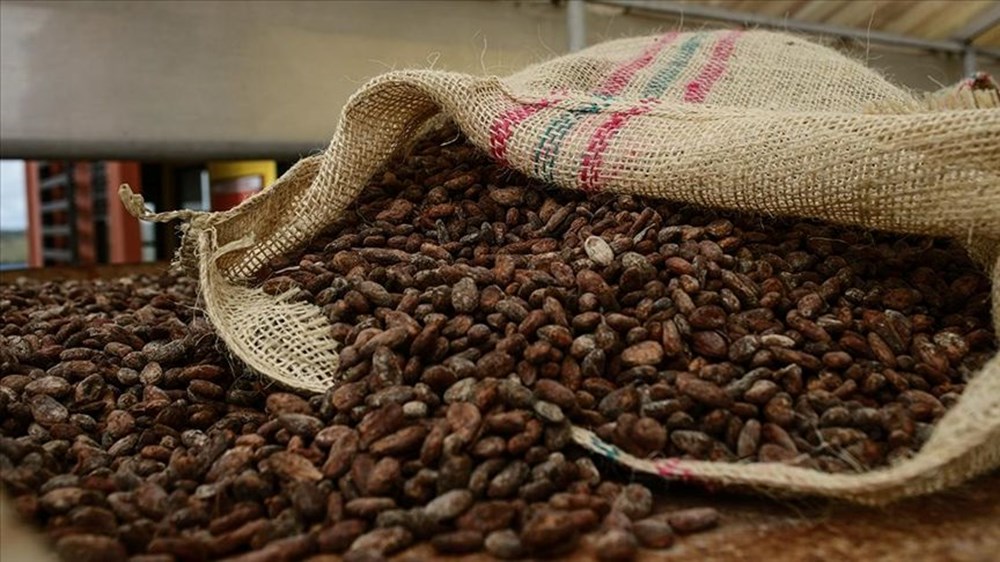 Çikolata kıtlığı kapıda: Kakao ağaçlarını virüs vurdu! - 3