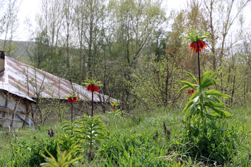 Koparmanın cezası 557 bin lira, jandarmalar koruyor - 1