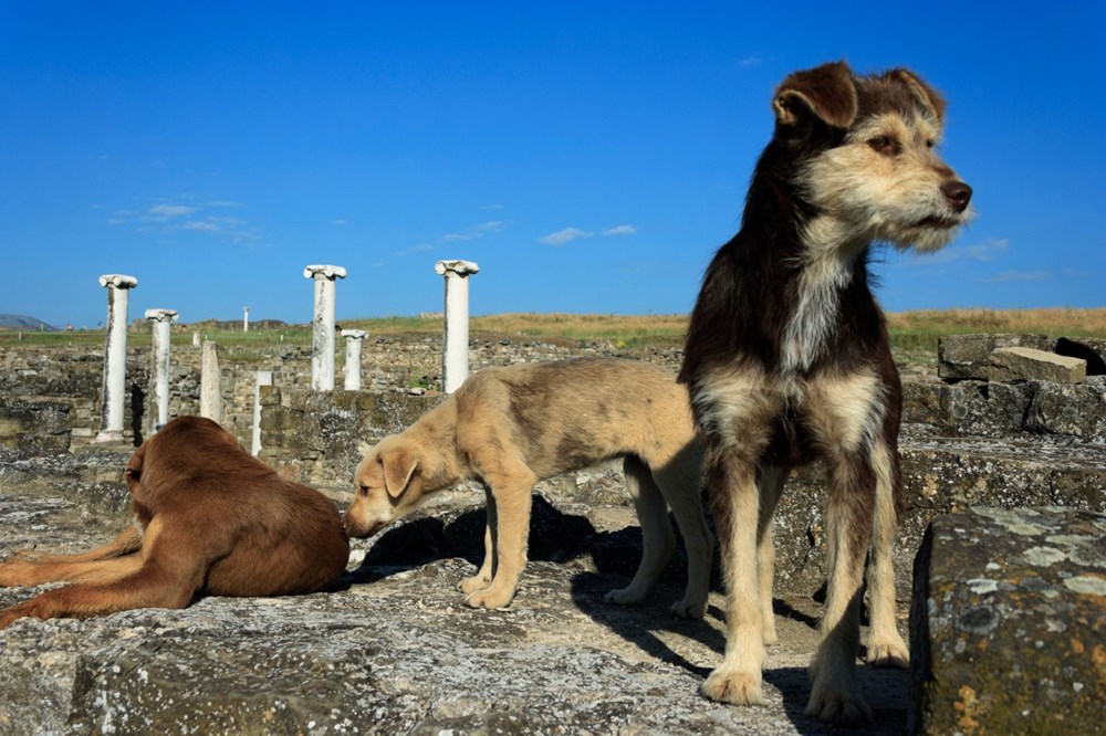 Evcil köpekler ilk kez 16 bin yıl önce Almanya’daki bir mağarada ortaya