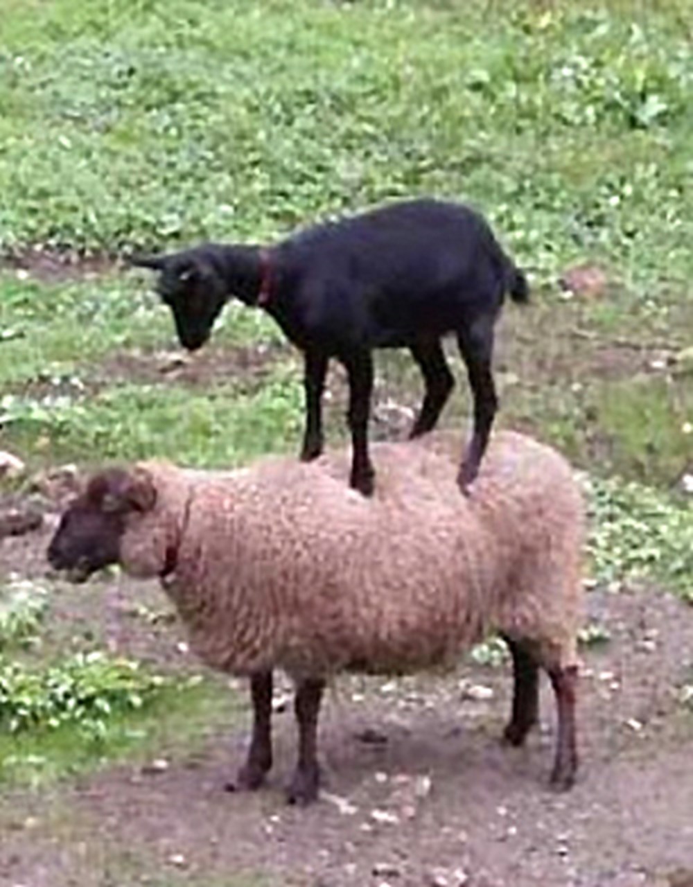 козёл и овца. чем отличается козел от барана. козлы и бараны. чем отличается козел от барана. чем отличается коза от овцы.