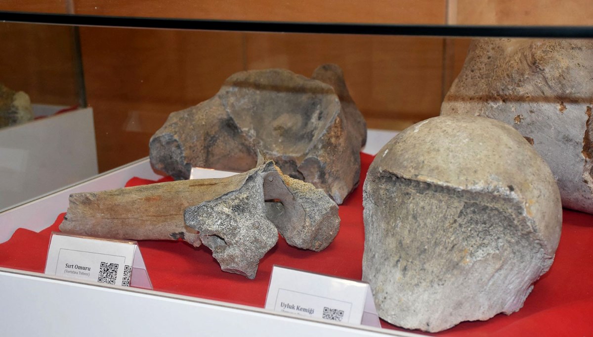 Tekirdağ'da fillerin atası olarak bilinen 28 bin yıllık mamut fosilleri sergilendi