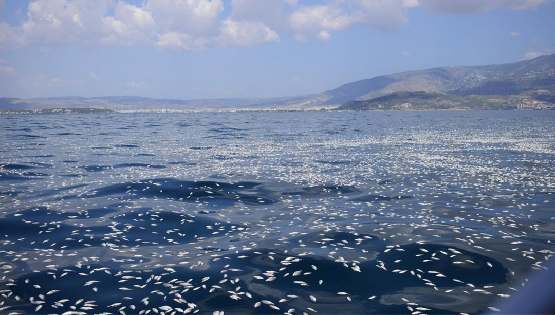 İzmir'den sonra Yunanistan'da milyonlarca ölü balık!