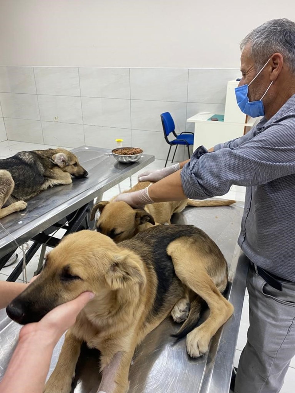 İstanbul'da 4 yavru köpek zehirlendi - 1