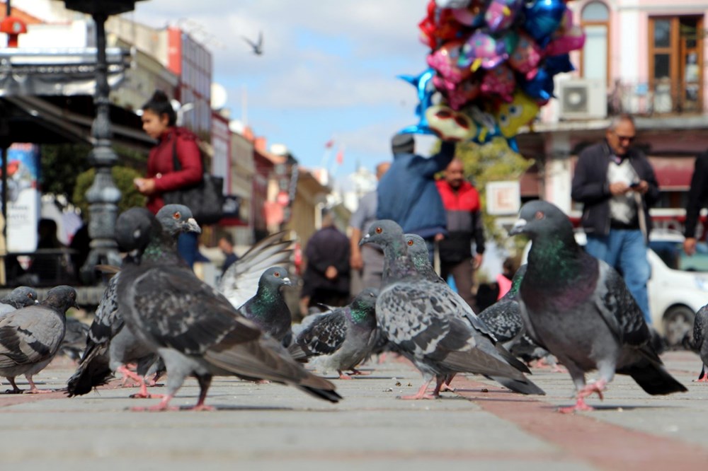 Edirne'de 'katil martı' paniği - 15