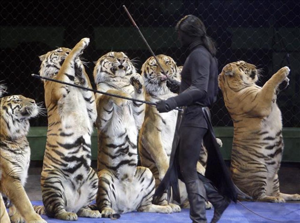Животные и развлечения. Укротительница тигров Запашные. Тигр на задних лапах. Тигр в цирке. Тигр сидит.
