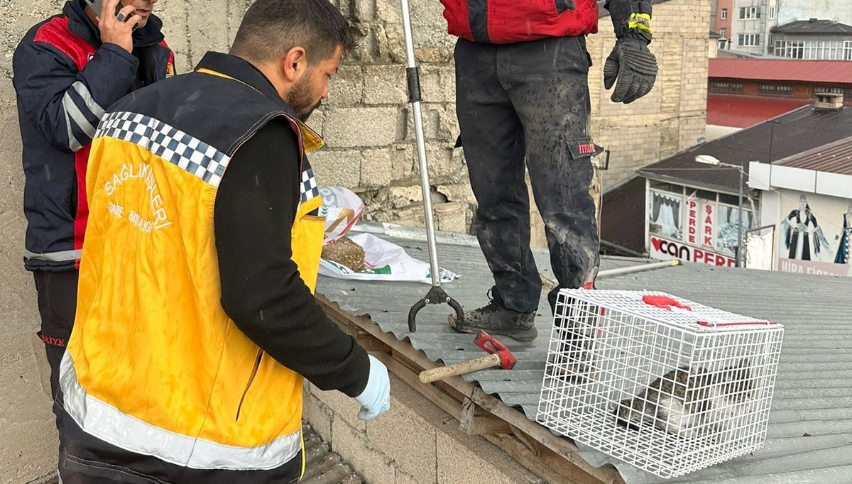 Çatıda mahsur kalan kediyi itfaiye ekipleri kurtardı