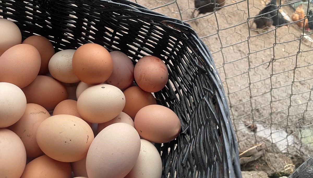 Dünyanın en ucuz proteini: Okulların açılması