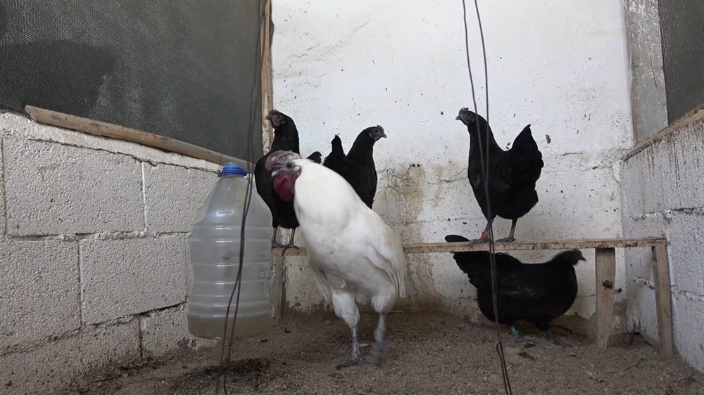 'Ayam Cemani' cinsi horoz ve tavuk görenleri şaşırtıyor Piyasa fiyatı