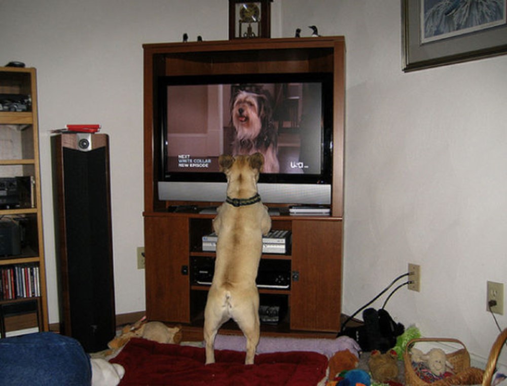 Собаки смотрят телевизор. Смешной телевизор. Собака и телевизор. Небольшие телевизоры для собак. Собака смотрит телевизор.