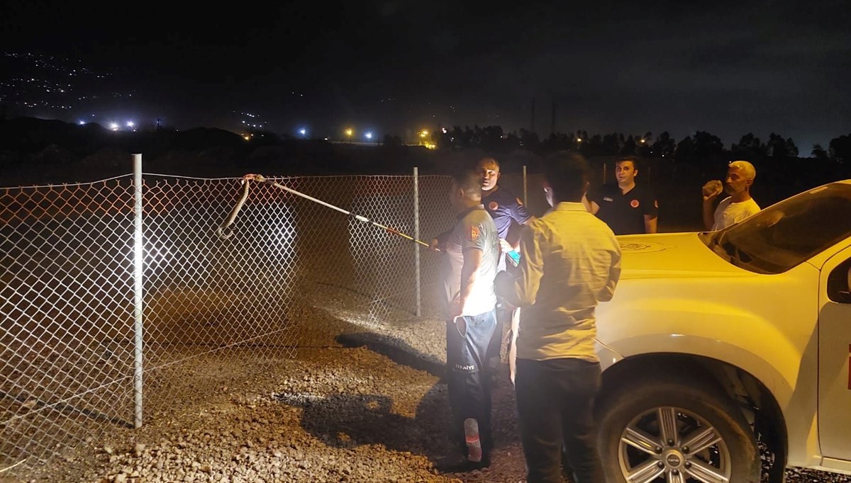 Nesli tehlike altında: Hatay'da boynuzlu engerek yılanı görüldü Nesli tehlike altında: Hatay'da boynuzlu engerek yılanı görüldü