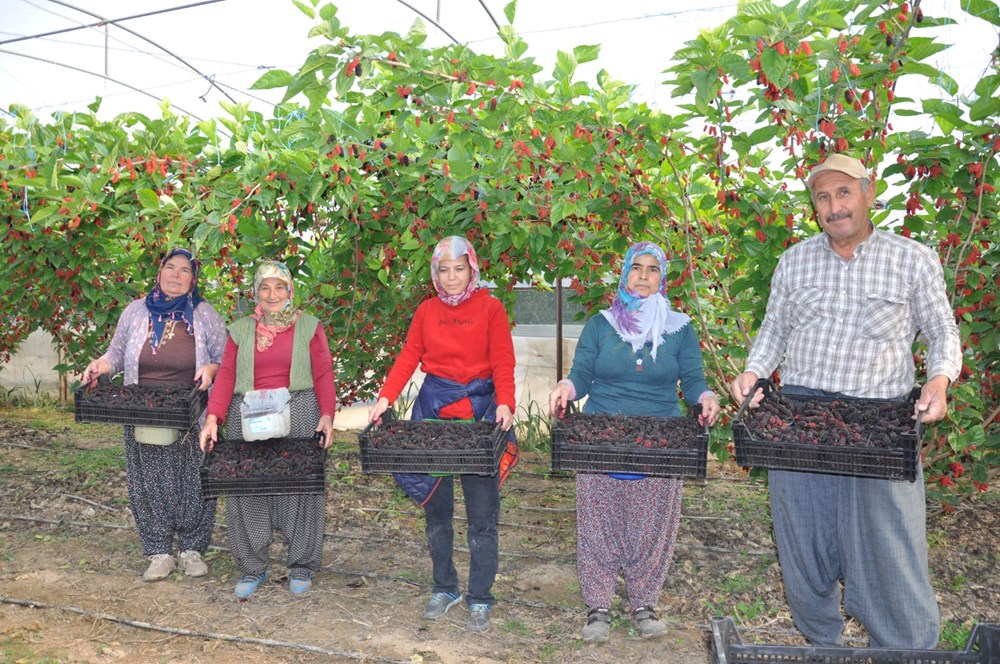 Sabahın erken saatinde dalından toplanıyor, kilosu 120 lira: 250 dönümlük örtü altında yetişiyor - 7