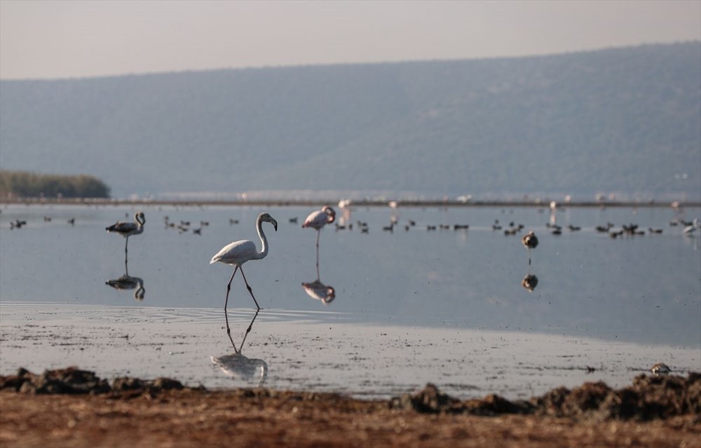 Kuş cenneti Bafa Gölü'nde korkutan görüntü - 4