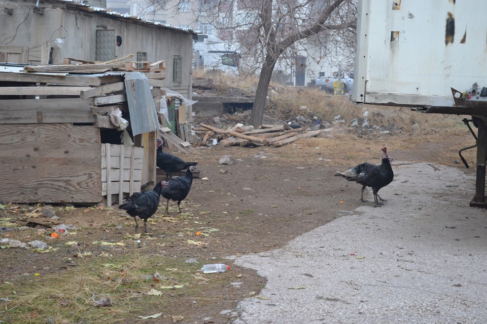 Yılbaşında satmak için beslediği hindileri çalınan kadın gözyaşlarını tutamadı - 1