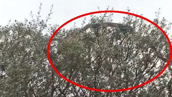 Çanakkale'de köylüler görüntüledi. Dev yılan ağaca çıktı
