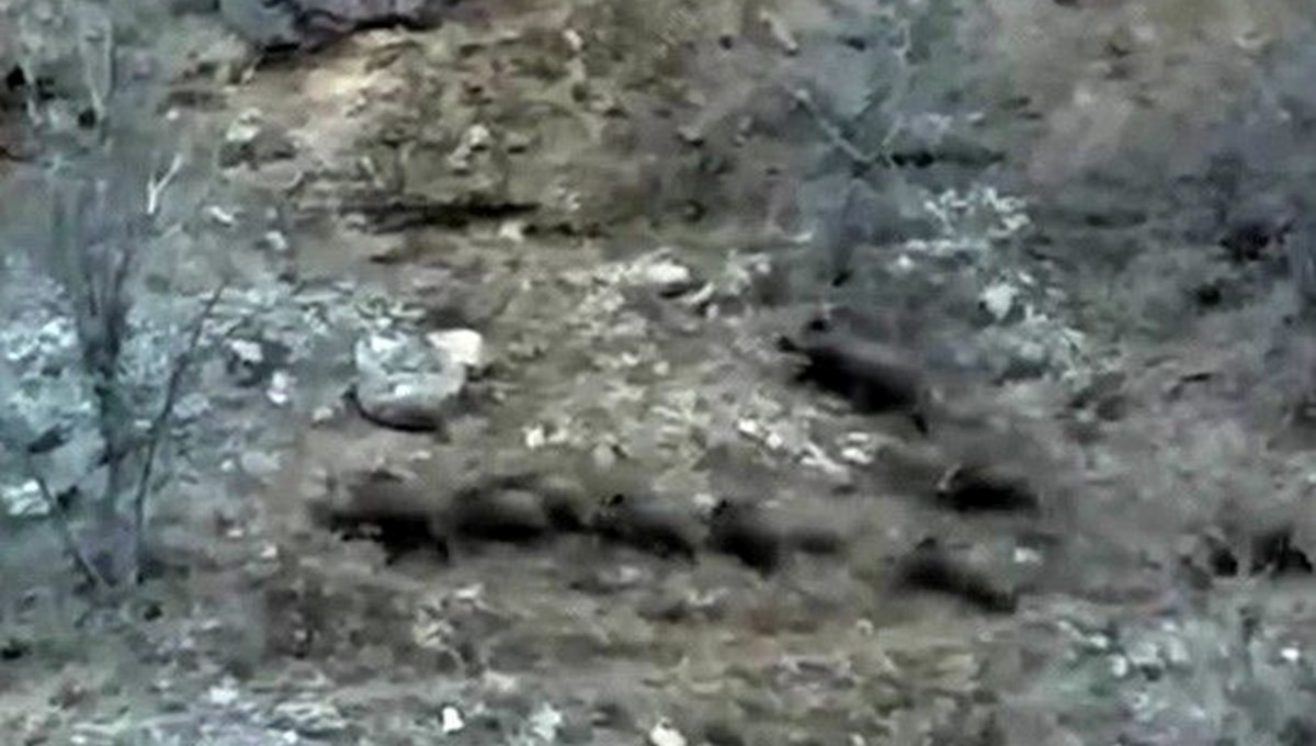 Domuz sürüsü yerleşim bölgelerini mesken tuttu Domuz sürüsü yerleşim bölgelerini mesken tuttu