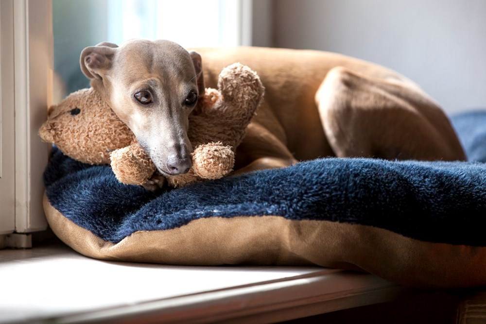 Maymun çiçeği ilk kez köpeklerde görüldü: DSÖ ve CDC'den peş peşe açıklamalar - 5