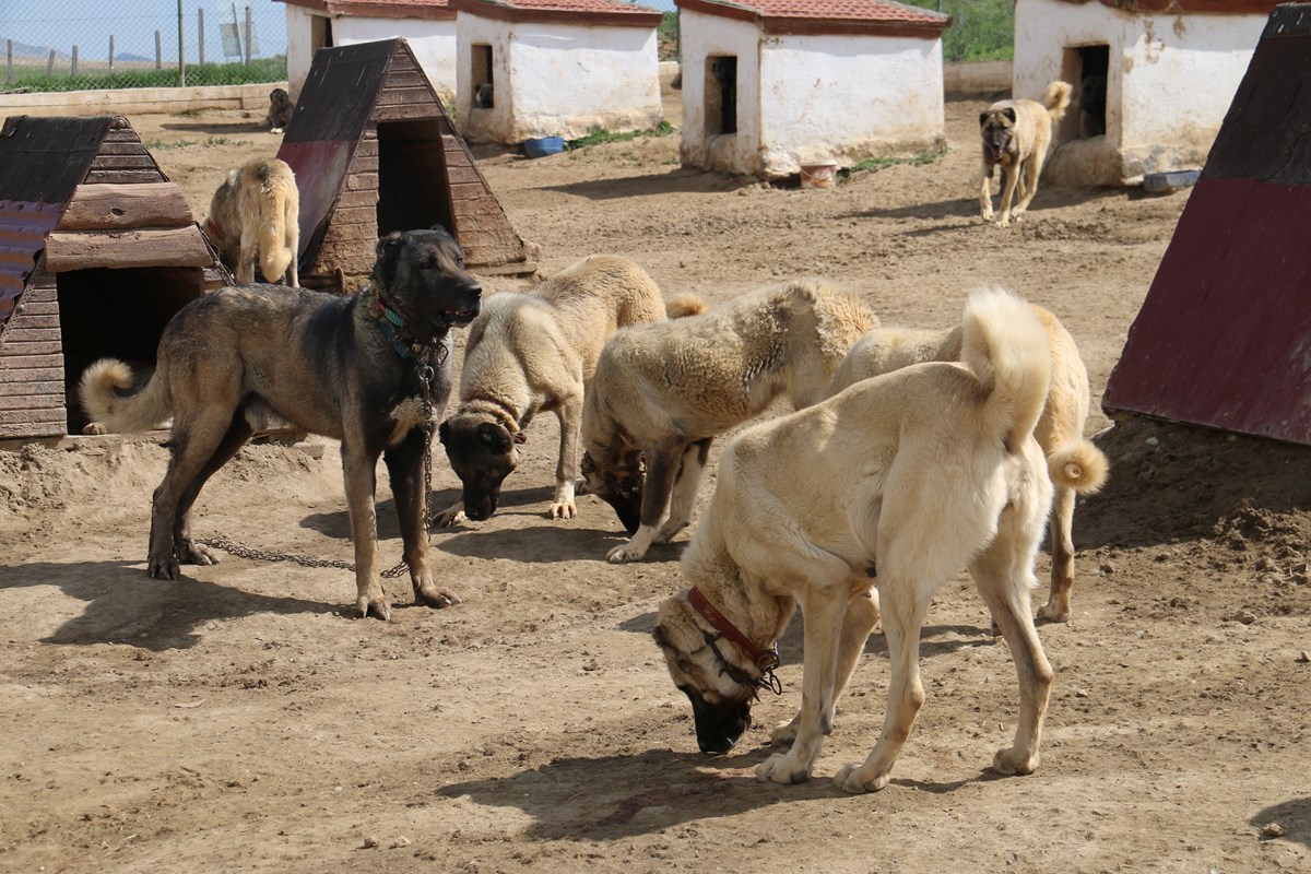 Kangal köpekleri özel çiftliklerde standartlara uygun şekilde üretiliyor. Kangal köpekleri özel çiftliklerde standartlara uygun şekilde üretiliyor.