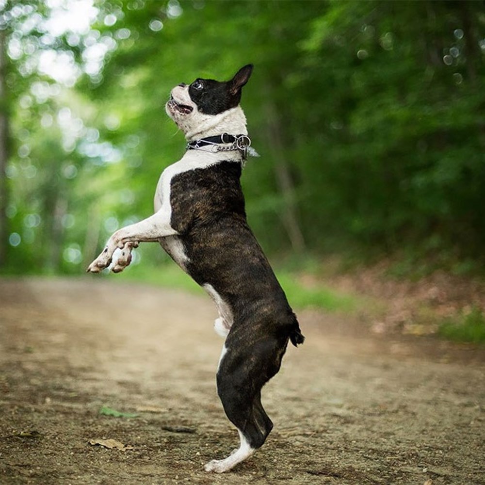 Dünyanın en fotojenik köpekleri NTV