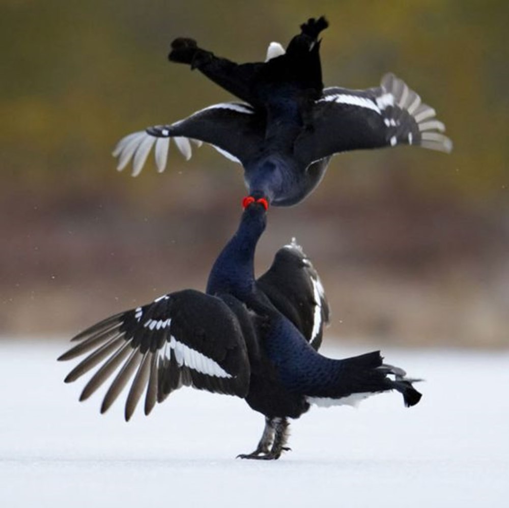 Венценосный журавль африки. Танец птиц. Журавль венценосный (balearica pavonina). Тетерев на токовище. Танец птиц.