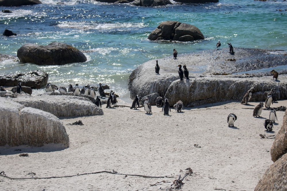 63 penguin Afrika yang terancam punah mati diserang lebah - 6
