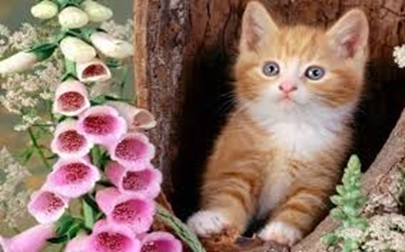 bazi cicekler evcil hayvanlari