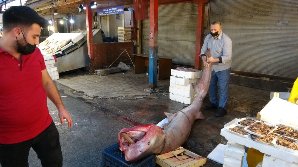5 metre uzunluğunda ve 400 kilogram ağırlığında dev �pamuk� cinsi köpek