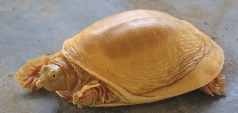 Nepal’de dünyanın 5’inci altın renkli kaplumbağası bulundu - 2