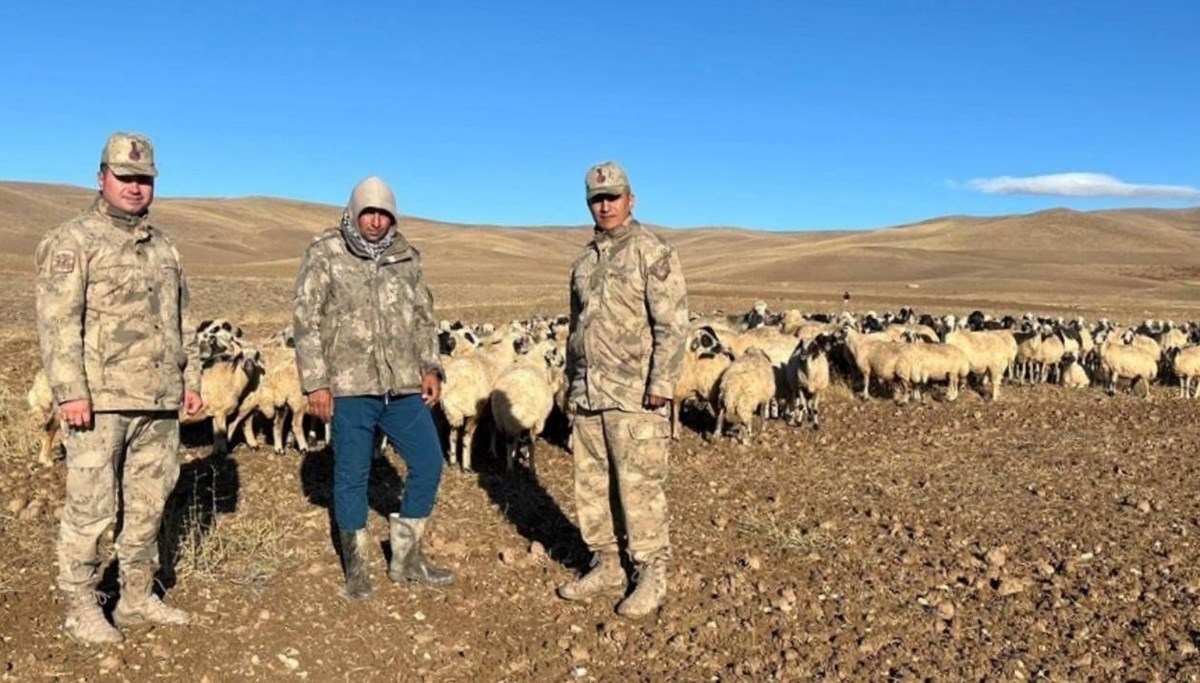 Kaybolan 300 koyun bulundu