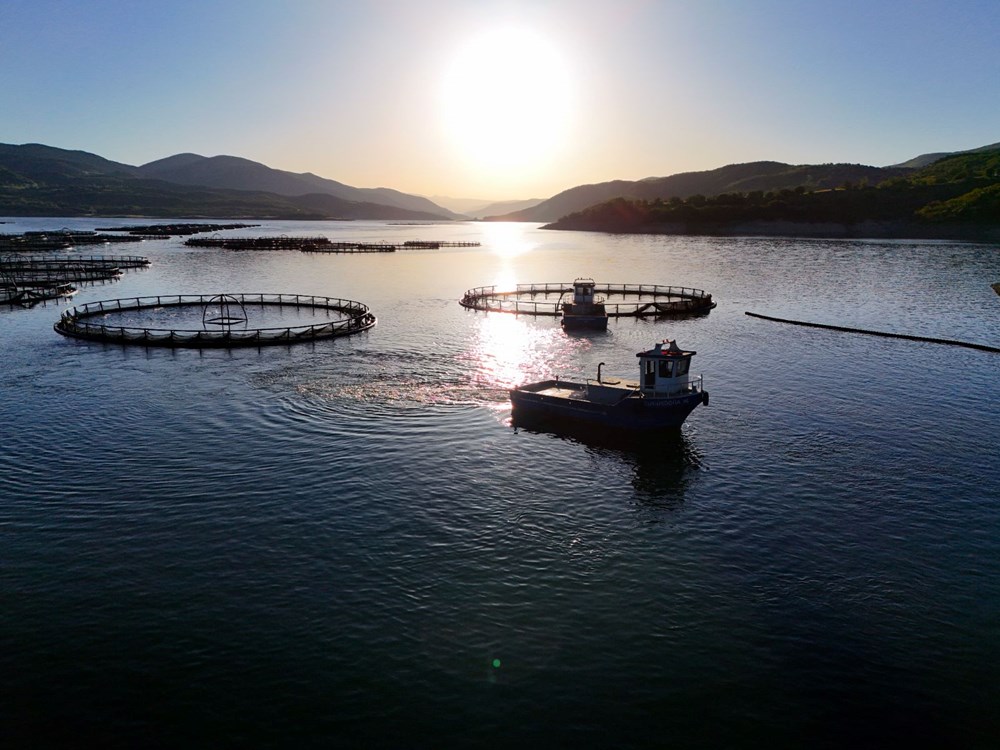 Bingöl'ün berrak sularında yetiştirilen somonlar dünya sofralarına ulaşıyor 77