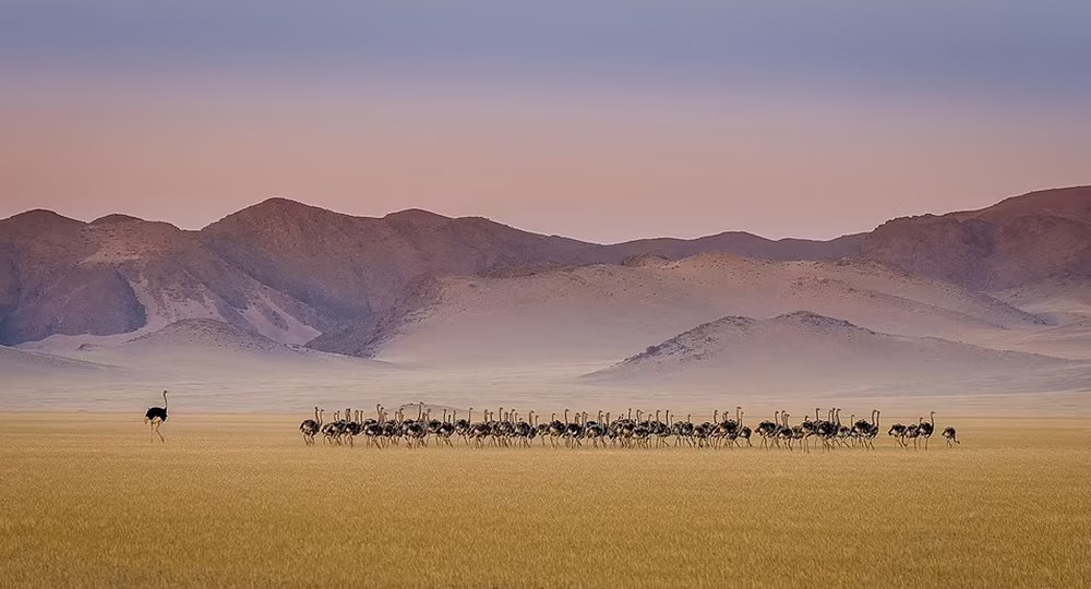 2021 yılının Doğa fotoğrafları belli oldu - 14