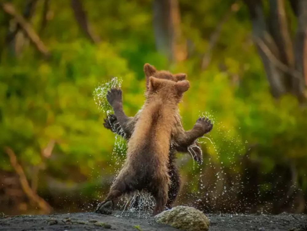 2021 Komik Vah�i Ya�am Foto�raflar� yar��mas�