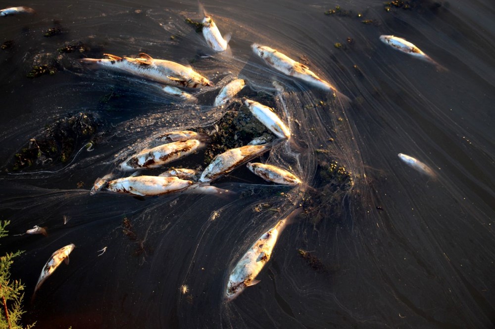 Kızılırmak'ta toplu balık ölümlerinin nedeni belli oldu - 3