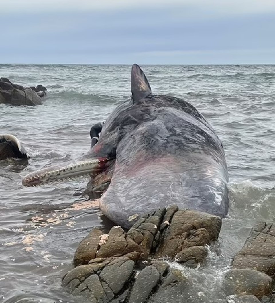 Avustralya'da karaya vuran kaşalot balinaları öldü - 1