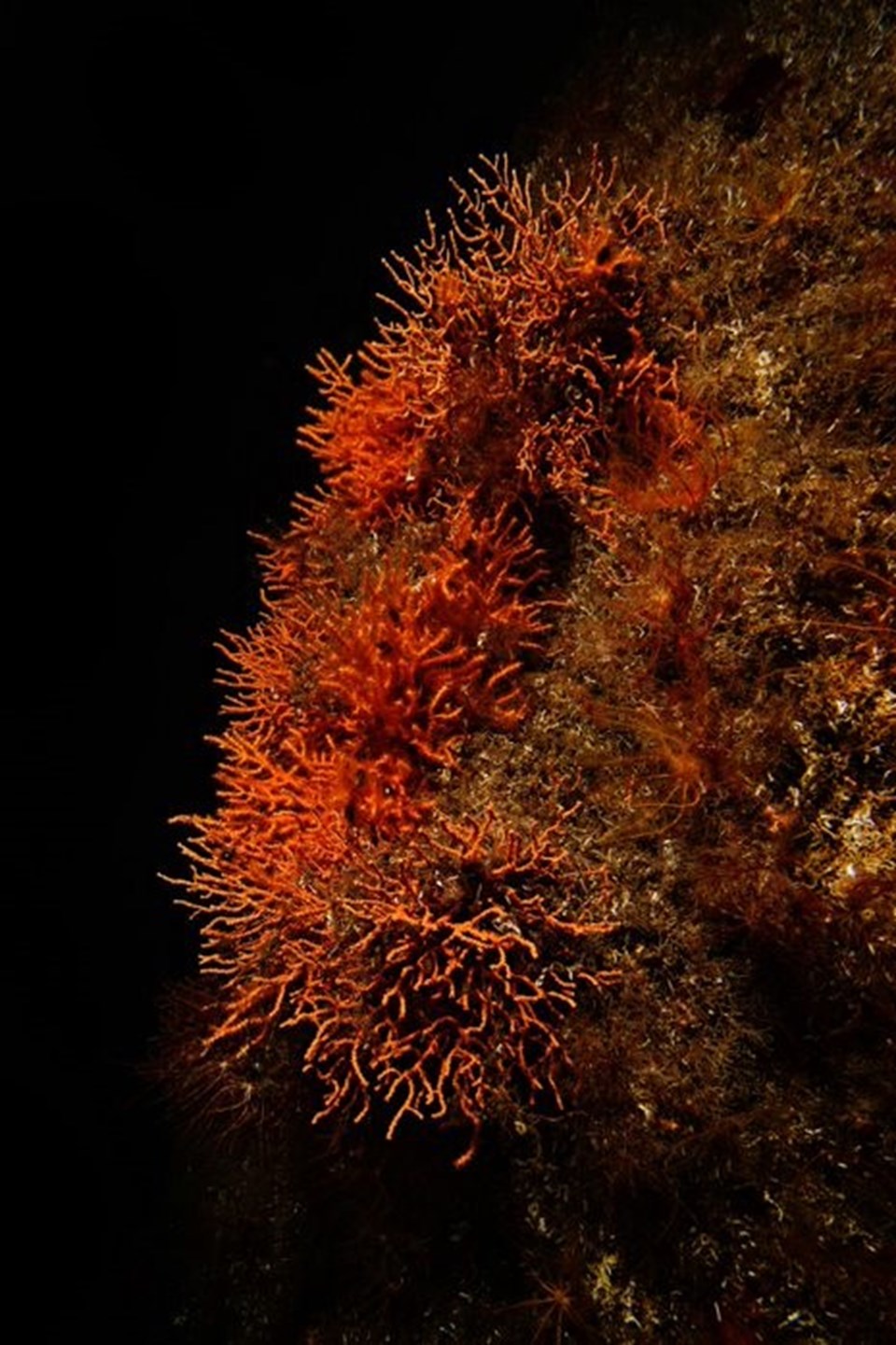 Marmara Denizi’ne ekilen mercanlar iki kat gelişim sağladı, bölgede biyoçeşitlilik artıyor - 2