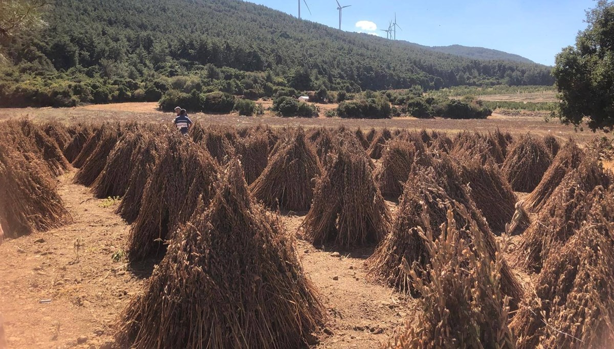 80 dekarlık alana ekildi, 3 bin 200 kilo verim bekleniyor: Hasat zamanı geldi