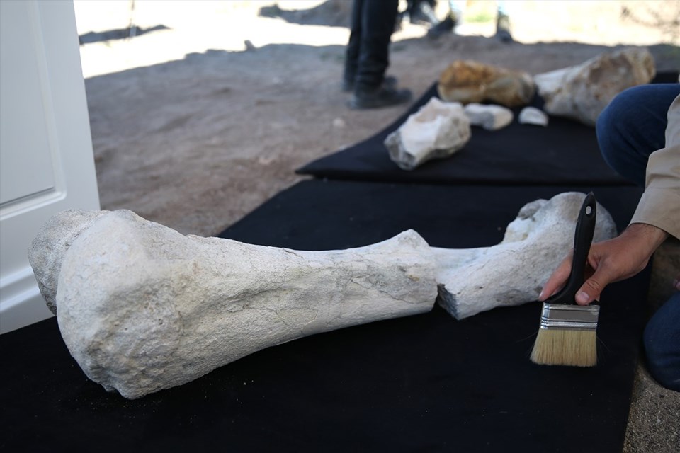 Kayseri'de 7,5 milyon yıllık fosil bulundu - 1