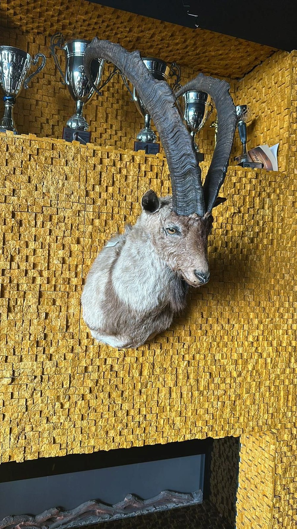 Afrika değil İstanbul: Evden Nil timsahı ve anakonda yılanı çıktı - 6