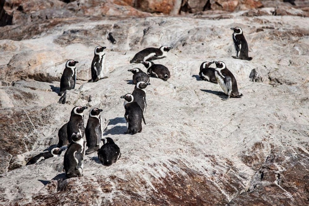 63 penguin Afrika yang terancam punah mati diserang lebah - 1