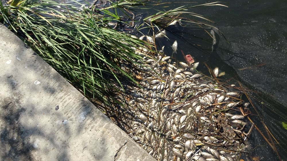 Maltepe'de şüpheli balık ölümleri: ''20 senedir ilk defa görüyorum'' - 6