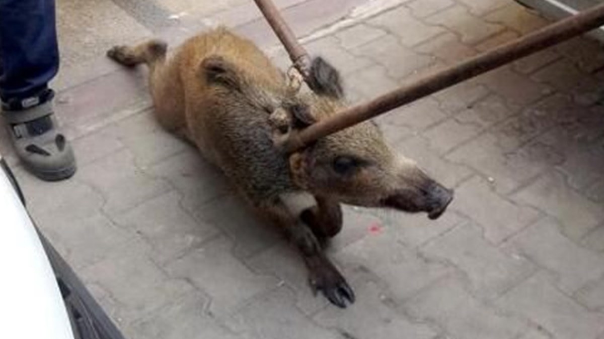 mersin de apartmana giren domuz