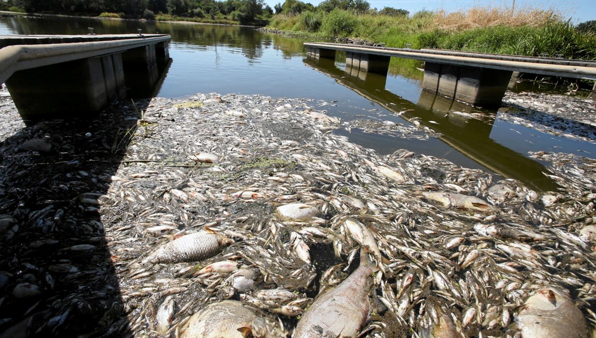 Polonya'nın Oder Nehri'nde ekolojik felaket: Binlerce balık nedeni bilinmeyen bir şekilde öldü