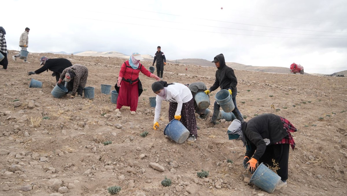 45 dekarlık alana 35 bin adet dikildi: Yeni bir gelir kapısı açacak