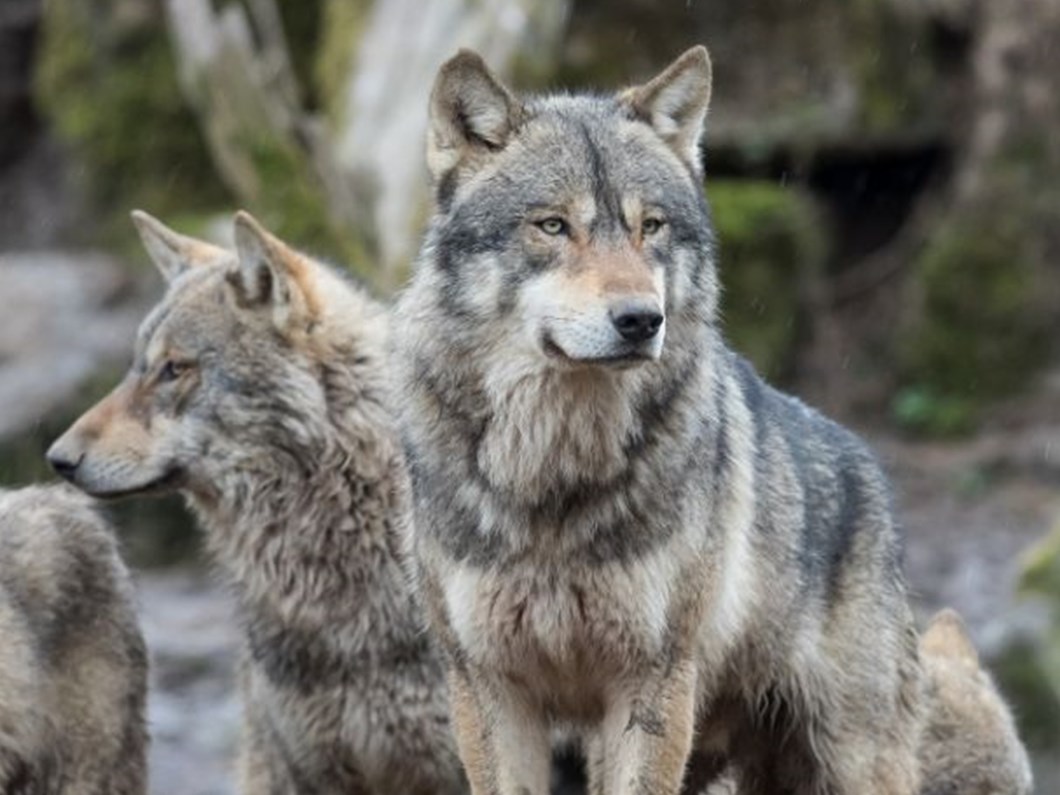 abd de gri kurt katliami ntv