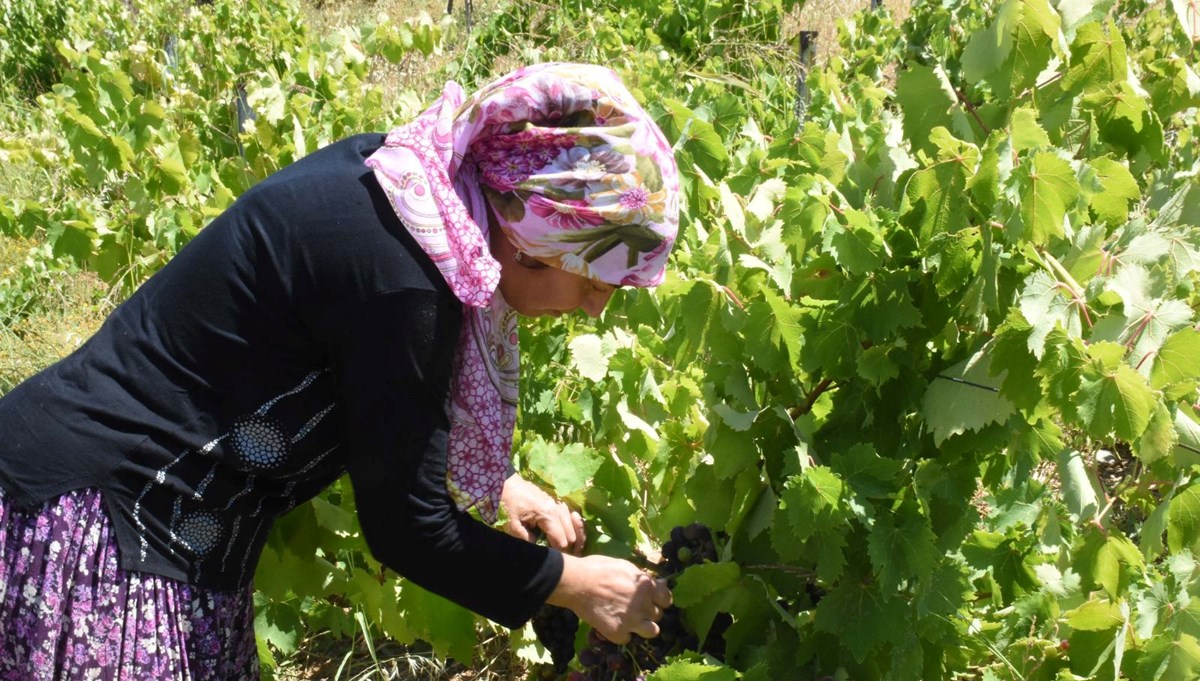 Aroması yüksek, büyük taneli ve susuz yetişiyor! Coğrafi işaretli, 20 gün erken hasat edilecek