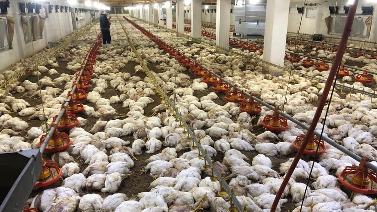 Havalandirma Arizalandi 20 Bin Tavuk Telef Oldu Son Dakika Turkiye Haberleri Ntv Haber Havalandirma Arizalandi 20 Bin Tavuk Telef Oldu Son Dakika Turkiye Haberleri Ntv Haber