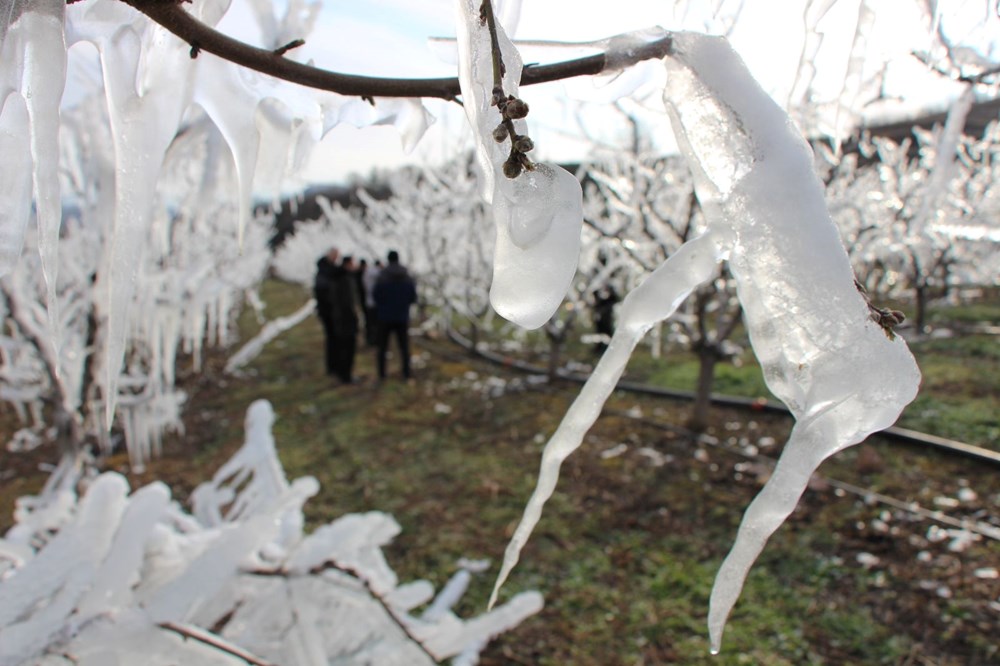 Ağaçlar buzla kaplı kaldı, ancak bahar patladı: Çiçeklerin Yüzde 80'i açtı 72 Bl WfC9KDEujS0fukDlfKg